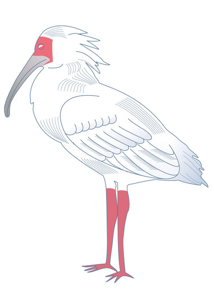 Toki, το πουλί που συμβολίζει την Ιαπωνία - Διάνυσμα, εικόνα