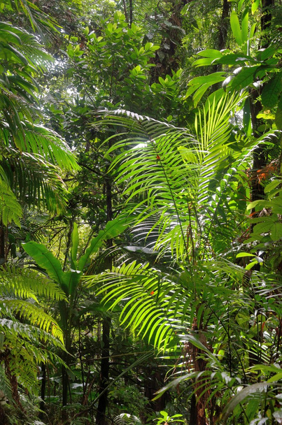 Tropisch regenwoud met planten - Foto, afbeelding