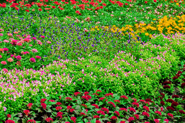 Camas de flores coloridas
 - Foto, Imagem