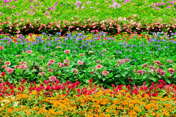 Coloridos macizos de flores
 - Foto, imagen