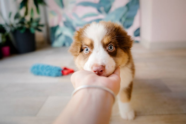 Beautiful Australian Shepherd puppy at home. Cute fluffy pup inside. Dog playing at home - Foto, Imagem