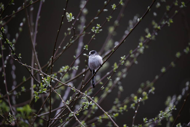 Long tailed tit building a nest - Photo, Image