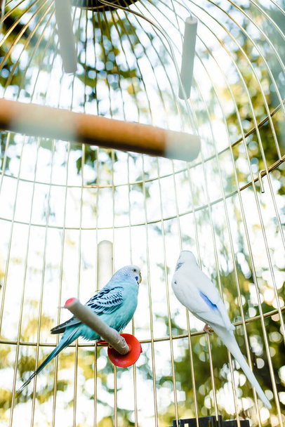 two parrots in a cage kissing. High quality photo - Foto, Imagem