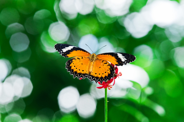 vlinder nectar. - Foto, afbeelding