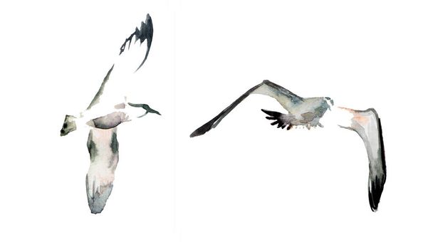Egy két fehér sirályból álló készlet. A tengeri madarak akvarell illusztrációja. Gyűjtemény sziget. Albatross az égen. Egy repülő madár, nagy és szürke. Rajzfilm stílus. Nyári motívum. Képeslapokhoz, csomagoláshoz, tervezéshez alkalmas. - Fotó, kép