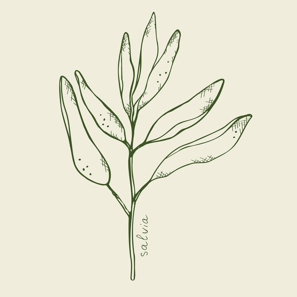 Salvia Skizze Vektorillustration. Botanische organische Blätter, Grüner Salbei Hand zeichnen. Salbeipflanze mit Blättern. Mystisches Symbol für spirituelle Praxis. Designelemente - Vektor, Bild