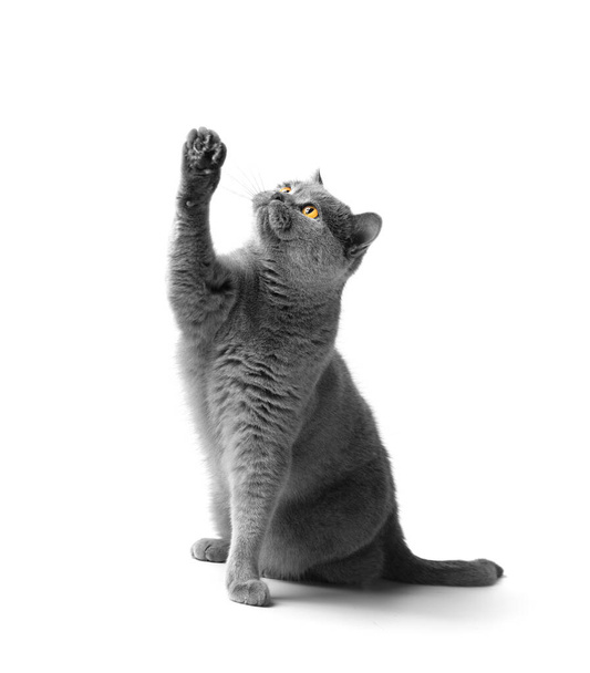 Purebred British gray cat sits and stretches its paw up on a white background. Advertising of treats, food for cats. - Foto, immagini