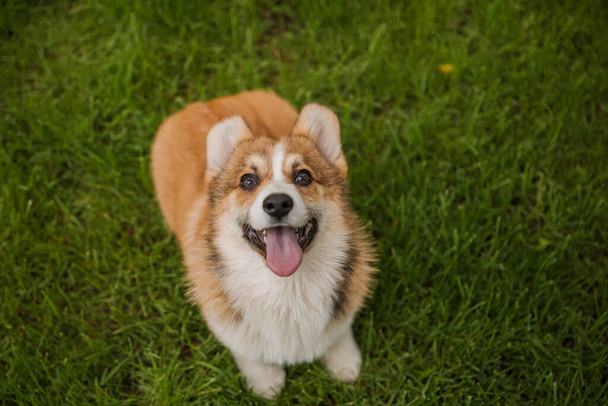 Corgi dog smiling and looking at the camera - Foto, Imagen