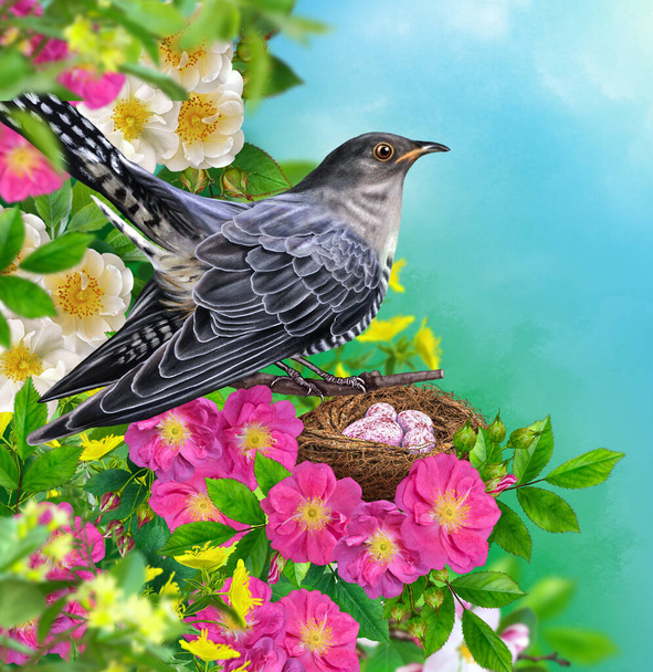 Spring background, cuckoo bird throws its eggs into someone else's nest, flowering trees, primroses, sunny day - Фото, зображення
