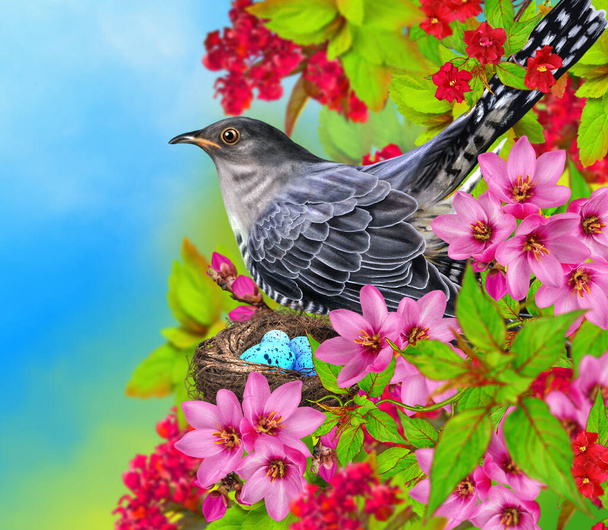 Frühlingshintergrund, Kuckucksvogel wirft seine Eier in fremdes Nest, blühende Bäume, Primeln, sonniger Tag - Foto, Bild