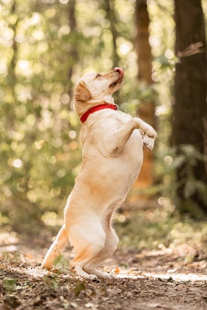 A yellow lab dog in a forest - Zdjęcie, obraz