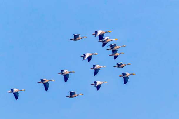 A Flock of Bar Headed goose flying in sky - Photo, image