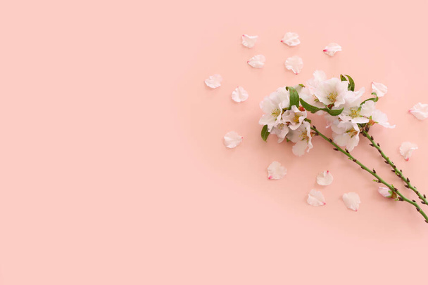 image of spring white cherry blossoms tree over pink pastel background - Foto, Imagem