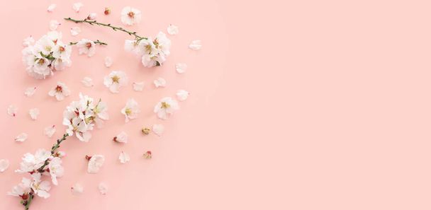 image of spring white cherry blossoms tree over pink pastel background - Foto, imagen