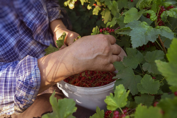 農家の手と赤いスグリ。女は赤いスグリを集める。農家は有機栽培の庭から果物を選ぶ。健康食品の概念。環境に優しい果物や果実。ソフトフォーカス. - 写真・画像