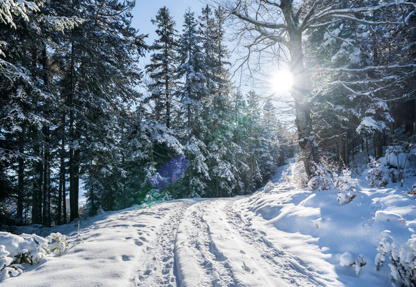 Beau paysage hivernal à Seefeld, Autriche - Photo, image