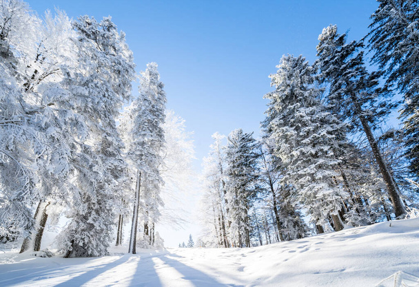 Prachtig winterlandschap in Seefeld, Oostenrijk - Foto, afbeelding