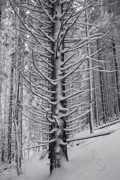 Χιονισμένο δάσος με πεύκα στα βουνά  - Φωτογραφία, εικόνα