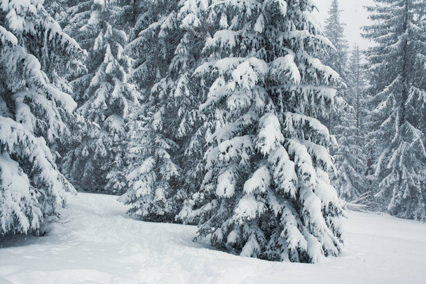 Eine ruhige Winterszene in einem schneebedeckten Kiefernwald. - Foto, Bild