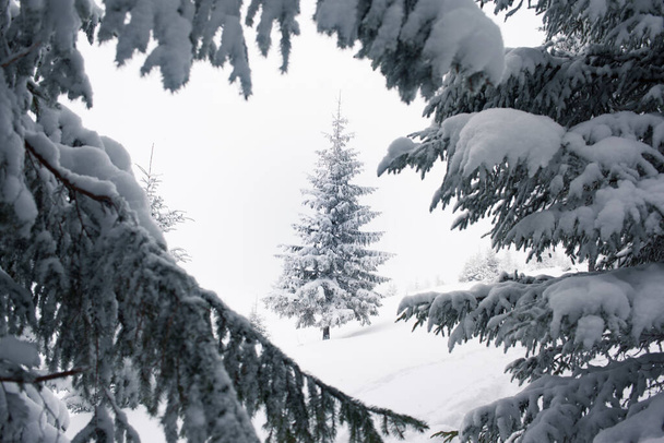 A picturesque winter forest with a snowy landscape - Photo, Image
