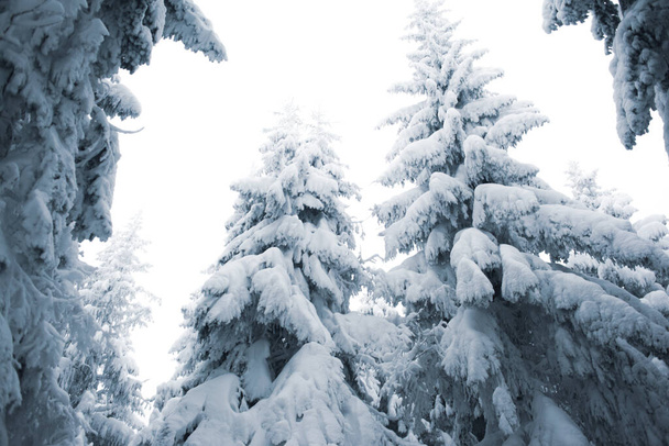 Békés téli szentély hófödte ágakkal - Fotó, kép