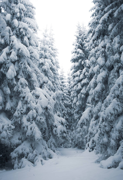 schöner Blick auf den friedlichen, schneebedeckten Winterwald - Foto, Bild