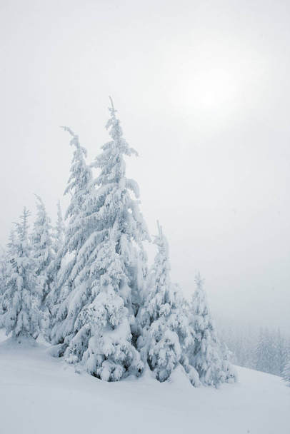 A snowy forest landscape with tall pine trees in the mountains - Photo, Image