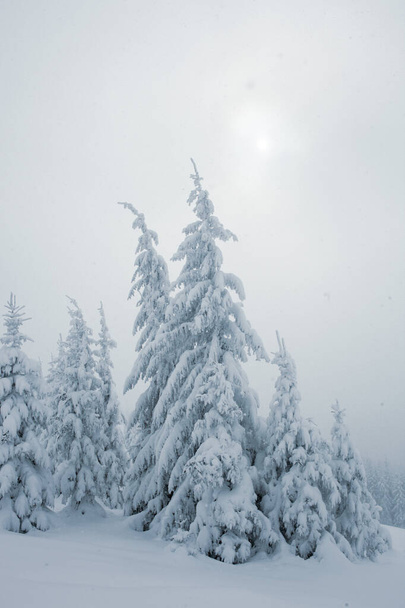山の中に背の高い松の木がある雪の森の風景 - 写真・画像