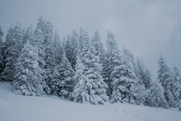 Luminen metsämaisema korkeilla mäntypuilla vuorilla - Valokuva, kuva