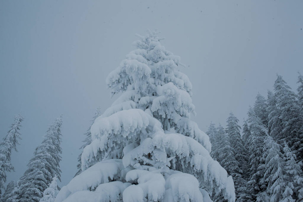 山の中で雪をかぶった松の木と冬の不思議の国 - 写真・画像