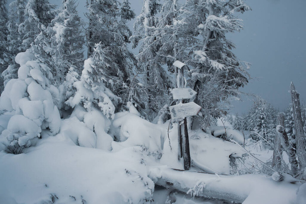 красивий вид на зимовий ліс зі засніженими сосновими деревами
 - Фото, зображення