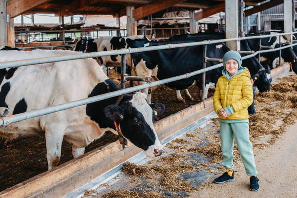 Caucasian little boy feeding cows on farm. Herd of milk cattle. Modern family countryside lifestyle. Agriculture and farming. Autumn season - Фото, зображення