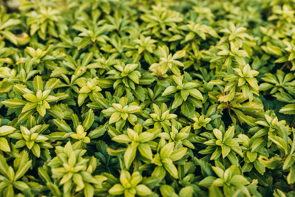 Japanische Pachysandra oder Pachysandra terminalis. Hintergrund der grünen Pflanze. - Foto, Bild