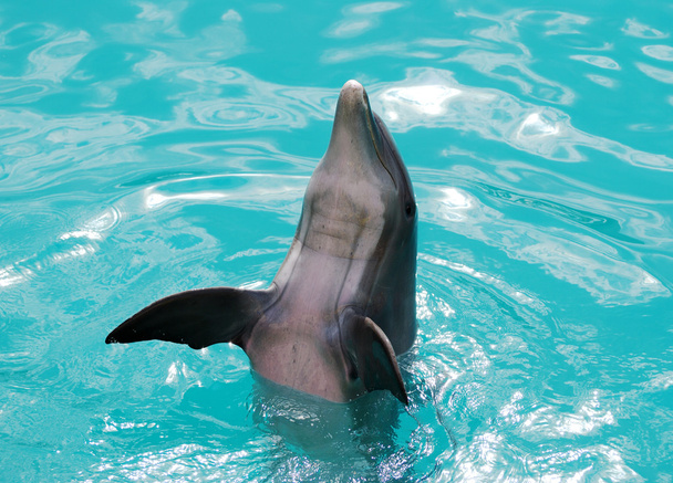 Счастливый дельфин
 - Фото, изображение
