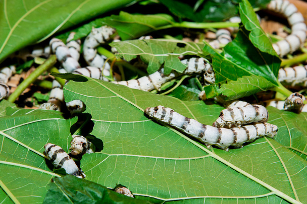 De cerca gusano de seda comer morera hoja verde
 - Foto, Imagen