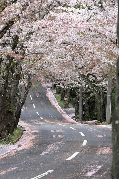 Тунель Вишня розквітає Izu highland, Сідзуока, Японія - Фото, зображення