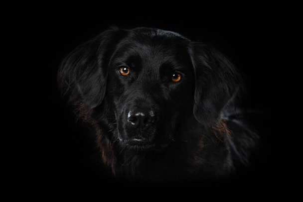 Чорний собака на чорному тлі
 - Фото, зображення