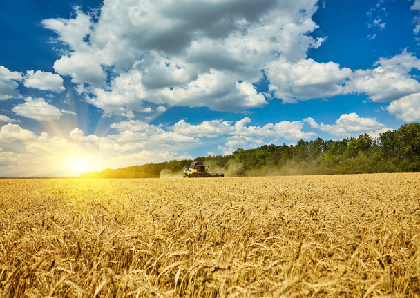 Комбайн, работающий на пшеничном поле. Сезонный сбор пшеницы. Сельское хозяйство. - Фото, изображение