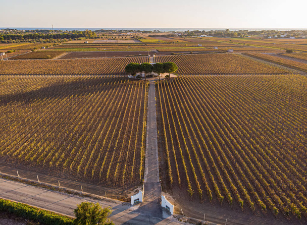 Aerial view of a green summer vineyard at sunset - Foto, Bild