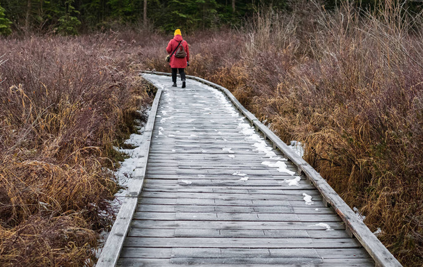 Eco camino pasarela de madera, sendero ecológico - caminos de ruta establecidos en el bosque. Mujer camina en una pasarela de madera en el parque en Canadá. Paseo marítimo a través de las selvas tropicales en BC - Foto, Imagen