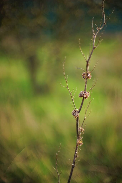 Bahar tarlasında yetişen ince dalları olan kuru bitki çalıları. - Fotoğraf, Görsel