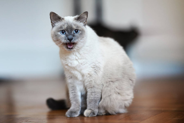 Older gray cat with piercing blue eyes, sitting on wooden floor mouth open meow, shallow depth of field photo - Photo, Image