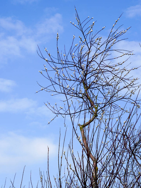 Salgueiro, Salix caprea, ramos com flores de salgueiro macias no fundo do céu azul, o despertar da natureza no início da primavera, Páscoa, Domingo de Ramos - Foto, Imagem