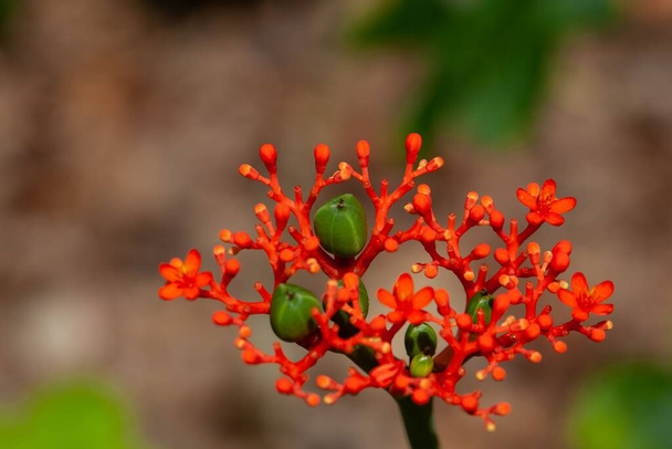 Flowers and fruits of a gout plant, Jatropha podagrica - Photo, Image