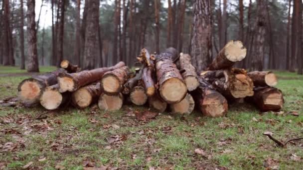 トウヒの幹を積みます。森から木を見た。木材産業の伐採。撤去準備道路に沿って木を切る.  - 映像、動画