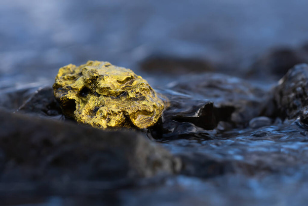 Gold Nugget kaivos joesta Itävallassa, todellinen kulta
 - Valokuva, kuva