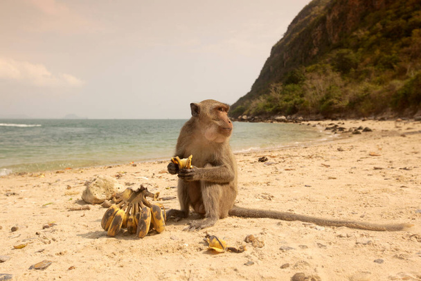 wild Monkey on the Monky Island or the Ko Kho Ram Island in the Landscape and Coast at Dolphin Bay at the Hat Sam Roi Yot in the Province of Prachuap Khiri Khan in Thailand, Ταϊλάνδη, Hua Hin, Μάρτιος 2010 - Φωτογραφία, εικόνα