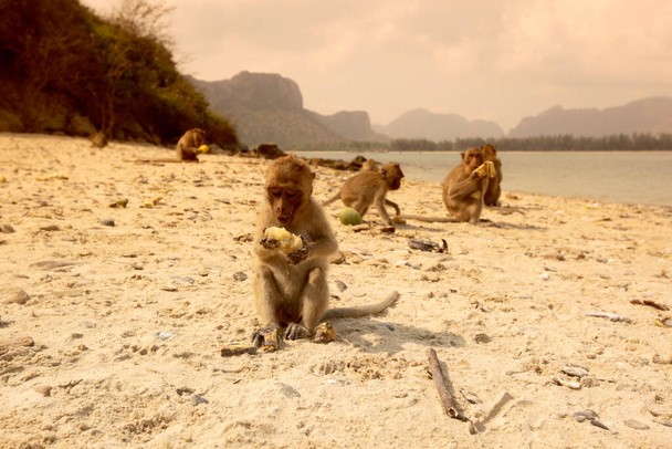 タイ、タイ、ホアヒン、 2010年3月、ハットサムRoi Yotのドルフィンベイの風景と海岸にあるMonky島またはKho Ram島の野生の猿 - 写真・画像