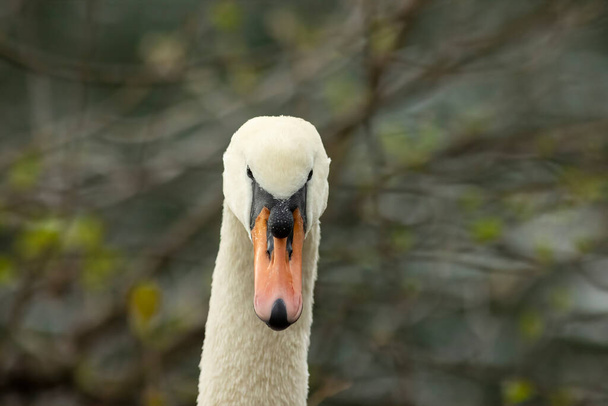 Swans are birds of the family Anatidae within the genus Cygnus. - Fotó, kép