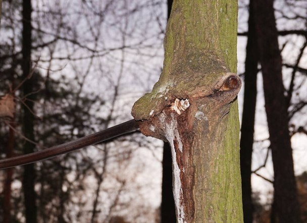 L'arbre a avalé la barre transversale de fer (barre horizontale), qui a été pendant longtemps pour lui - Photo, image